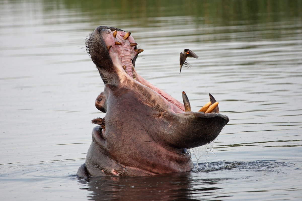 2e-hippo-decided-to-yawn.jpg