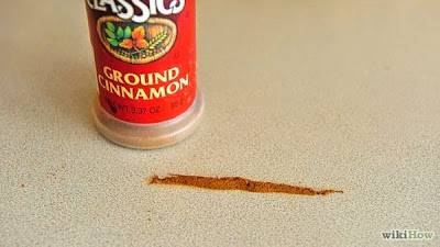 cinnamon-line-container.jpg