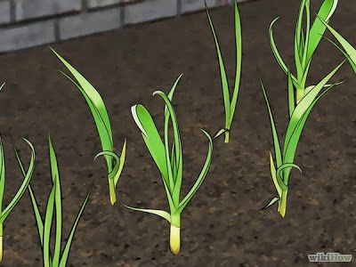 garlic-growing.jpg