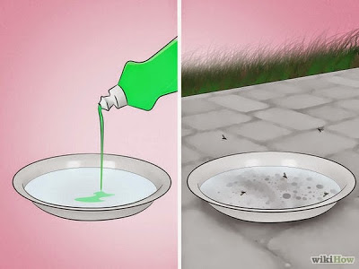 soapy-water-dish-mosquitoes.jpg